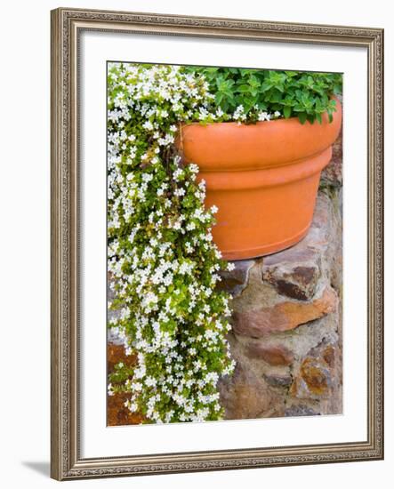 Pot of Flowering Bacopa at Viansa Winery, Sonoma Valley, California, USA-Julie Eggers-Framed Photographic Print