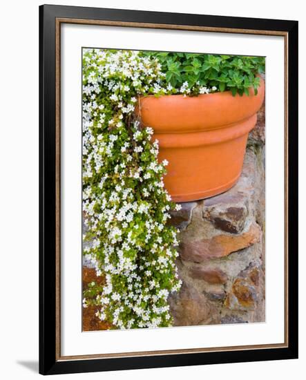 Pot of Flowering Bacopa at Viansa Winery, Sonoma Valley, California, USA-Julie Eggers-Framed Photographic Print