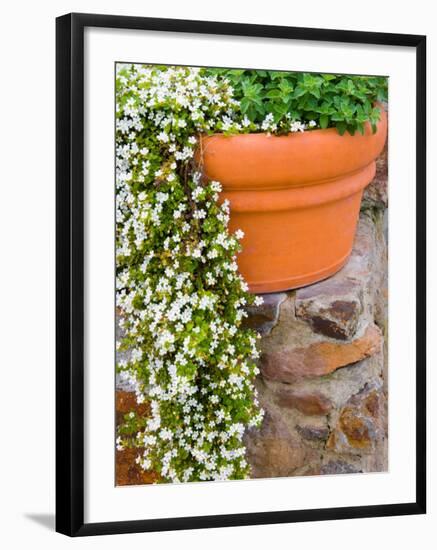 Pot of Flowering Bacopa at Viansa Winery, Sonoma Valley, California, USA-Julie Eggers-Framed Photographic Print