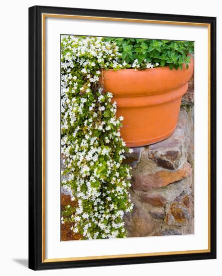 Pot of Flowering Bacopa at Viansa Winery, Sonoma Valley, California, USA-Julie Eggers-Framed Photographic Print