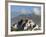 Potala Palace, Former Palace of the Dalai Lama, Unesco World Heritage Site, Lhasa, Tibet, China-Ethel Davies-Framed Photographic Print