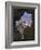 Potala Palace, Seen Through Ruined Fort Window, Lhasa, Tibet-Nigel Blythe-Framed Photographic Print