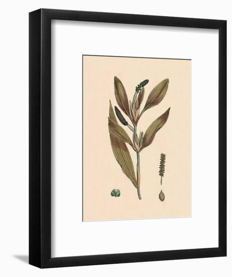 'Potamogeton rufescens. Reddish Pondweed', 19th Century-Unknown-Framed Giclee Print