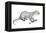 Potamotherium-null-Framed Premier Image Canvas