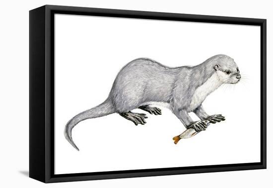 Potamotherium-null-Framed Premier Image Canvas