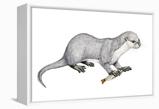 Potamotherium-null-Framed Premier Image Canvas