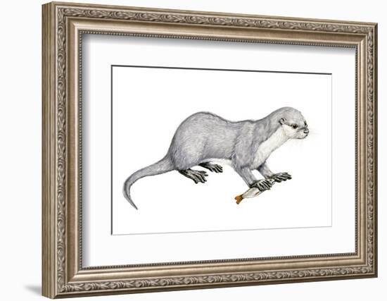 Potamotherium-null-Framed Photographic Print