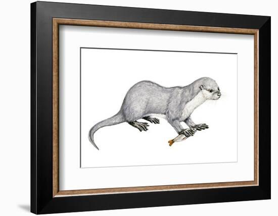 Potamotherium-null-Framed Photographic Print