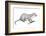 Potamotherium-null-Framed Photographic Print