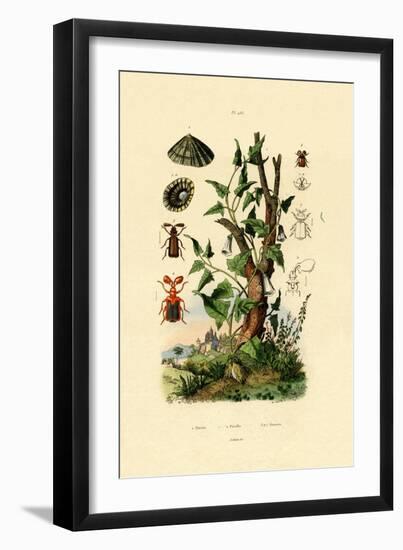 Potato, 1833-39-null-Framed Giclee Print