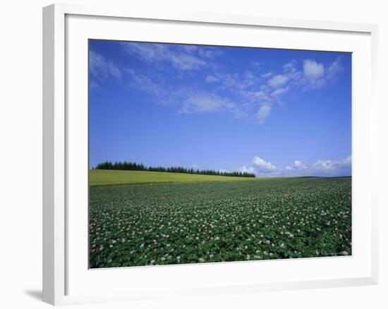 Potato and Wheat Fields Near Furano, Hokkaido Island, Japan, Asia-Gavin Hellier-Framed Photographic Print