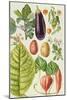 Potato, Aubergine, Tobacco and Winter Cherry-Elizabeth Rice-Mounted Giclee Print