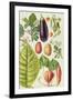 Potato, Aubergine, Tobacco and Winter Cherry-Elizabeth Rice-Framed Giclee Print