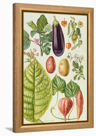 Potato, Aubergine, Tobacco and Winter Cherry-Elizabeth Rice-Framed Premier Image Canvas