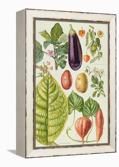 Potato, Aubergine, Tobacco and Winter Cherry-Elizabeth Rice-Framed Premier Image Canvas