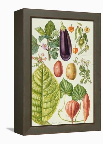 Potato, Aubergine, Tobacco and Winter Cherry-Elizabeth Rice-Framed Premier Image Canvas