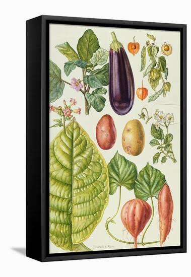 Potato, Aubergine, Tobacco and Winter Cherry-Elizabeth Rice-Framed Premier Image Canvas