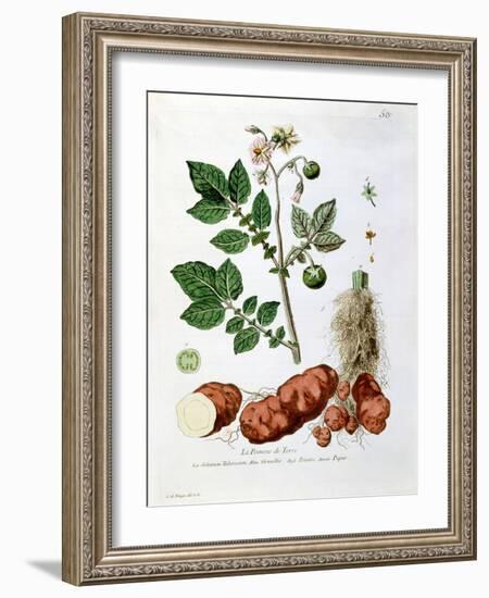 Potato, Botanical Plate from "La Botanique Mise a La Portee De Tout Le Monde"-Genevieve Regnault De Nangis-Framed Giclee Print