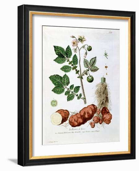 Potato, Botanical Plate from "La Botanique Mise a La Portee De Tout Le Monde"-Genevieve Regnault De Nangis-Framed Giclee Print