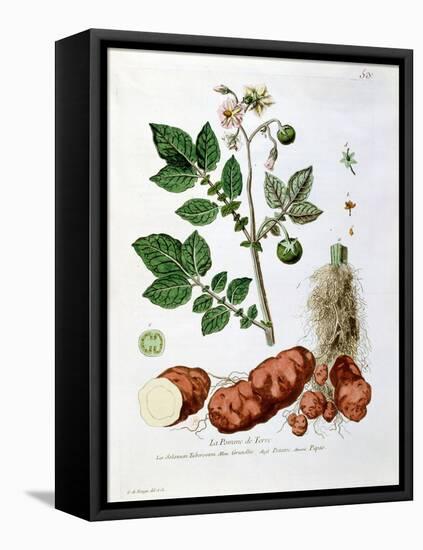 Potato, Botanical Plate from "La Botanique Mise a La Portee De Tout Le Monde"-Genevieve Regnault De Nangis-Framed Premier Image Canvas