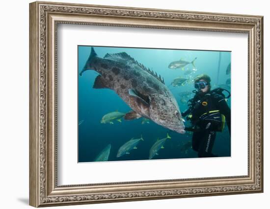 Potato Cod, Diver and Blacktip Trevally, KwaZulu-Natal, South Africa-Pete Oxford-Framed Photographic Print