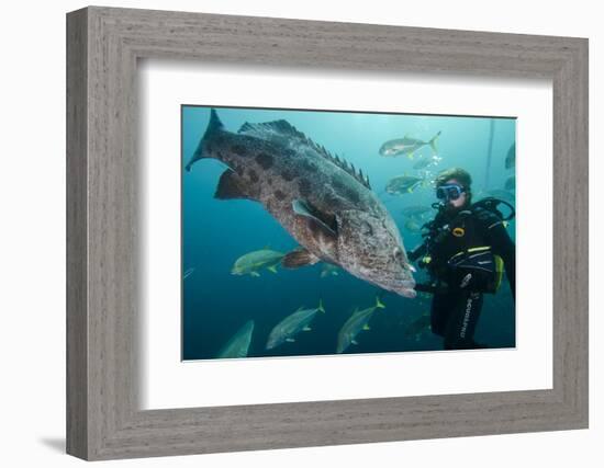 Potato Cod, Diver and Blacktip Trevally, KwaZulu-Natal, South Africa-Pete Oxford-Framed Photographic Print