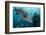 Potato Cod, Diver and Blacktip Trevally, KwaZulu-Natal, South Africa-Pete Oxford-Framed Photographic Print