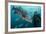 Potato Cod, Diver and Blacktip Trevally, KwaZulu-Natal, South Africa-Pete Oxford-Framed Photographic Print