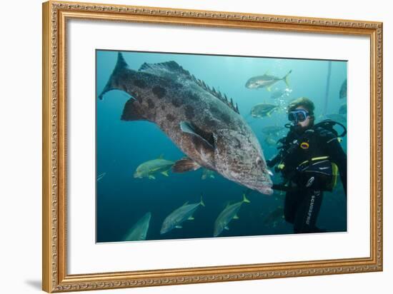 Potato Cod, Diver and Blacktip Trevally, KwaZulu-Natal, South Africa-Pete Oxford-Framed Photographic Print