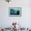 Potato Cod, Diver and Blacktip Trevally, KwaZulu-Natal, South Africa-Pete Oxford-Framed Photographic Print displayed on a wall