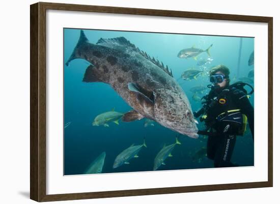 Potato Cod, Diver and Blacktip Trevally, KwaZulu-Natal, South Africa-Pete Oxford-Framed Photographic Print