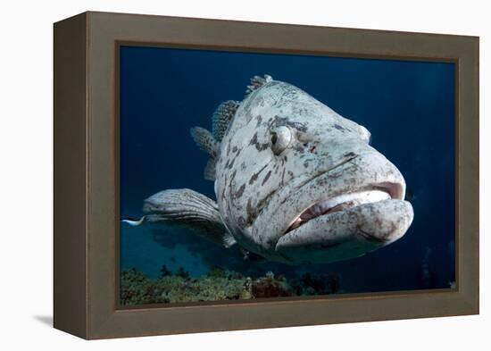 Potato Cod (Epinephelus Tuku) (Potato Grouper) (Potato Bass)-Louise Murray-Framed Premier Image Canvas