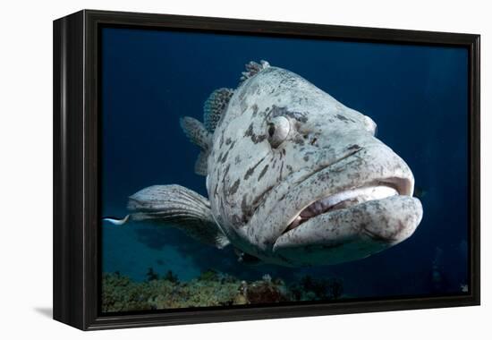 Potato Cod (Epinephelus Tuku) (Potato Grouper) (Potato Bass)-Louise Murray-Framed Premier Image Canvas