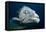 Potato Cod (Epinephelus Tuku) (Potato Grouper) (Potato Bass)-Louise Murray-Framed Premier Image Canvas