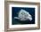 Potato Cod (Epinephelus Tuku) (Potato Grouper) (Potato Bass)-Louise Murray-Framed Photographic Print