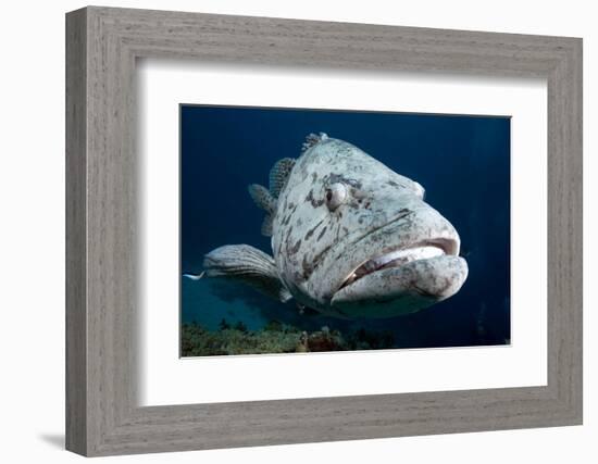 Potato Cod (Epinephelus Tuku) (Potato Grouper) (Potato Bass)-Louise Murray-Framed Photographic Print