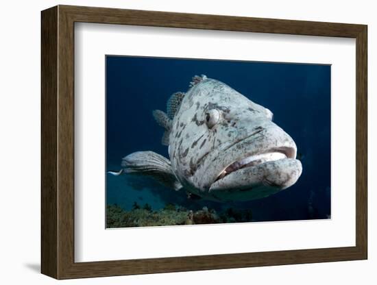 Potato Cod (Epinephelus Tuku) (Potato Grouper) (Potato Bass)-Louise Murray-Framed Photographic Print