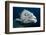 Potato Cod (Epinephelus Tuku) (Potato Grouper) (Potato Bass)-Louise Murray-Framed Photographic Print