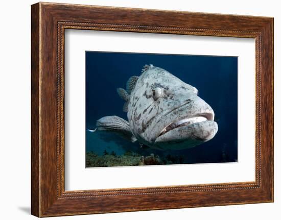 Potato Cod (Epinephelus Tuku) (Potato Grouper) (Potato Bass)-Louise Murray-Framed Photographic Print