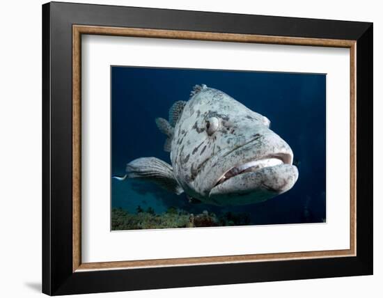 Potato Cod (Epinephelus Tuku) (Potato Grouper) (Potato Bass)-Louise Murray-Framed Photographic Print