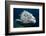 Potato Cod (Epinephelus Tuku) (Potato Grouper) (Potato Bass)-Louise Murray-Framed Photographic Print