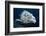 Potato Cod (Epinephelus Tuku) (Potato Grouper) (Potato Bass)-Louise Murray-Framed Photographic Print