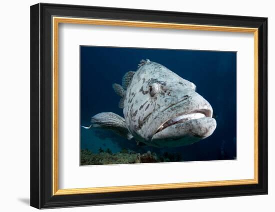 Potato Cod (Epinephelus Tuku) (Potato Grouper) (Potato Bass)-Louise Murray-Framed Photographic Print