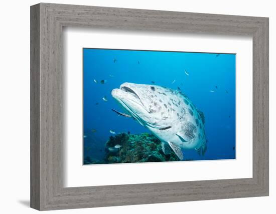 Potato Cod (Epinephelus Tukula) Being Cleaned by Cleaner Wrasse (Labroides Dimidiatus)-Louise Murray-Framed Photographic Print