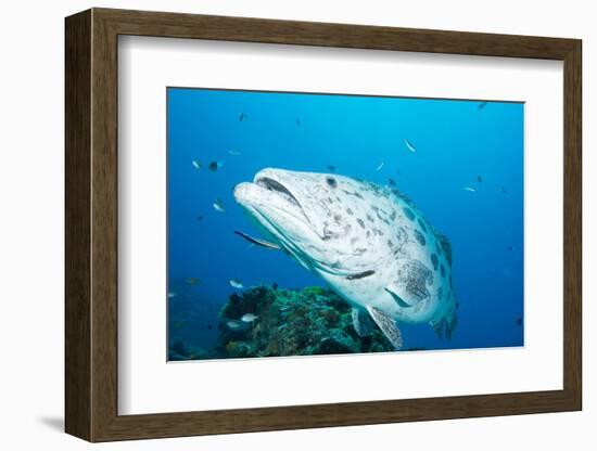 Potato Cod (Epinephelus Tukula) Being Cleaned by Cleaner Wrasse (Labroides Dimidiatus)-Louise Murray-Framed Photographic Print