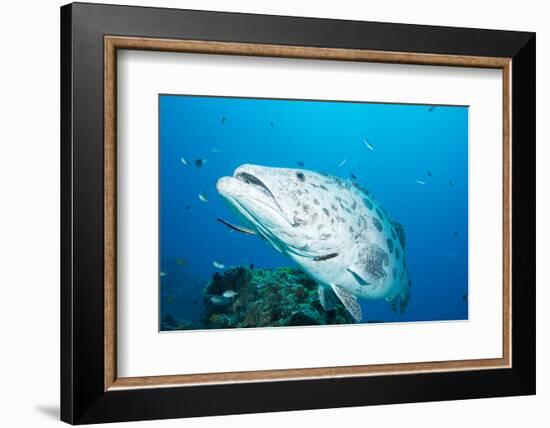 Potato Cod (Epinephelus Tukula) Being Cleaned by Cleaner Wrasse (Labroides Dimidiatus)-Louise Murray-Framed Photographic Print