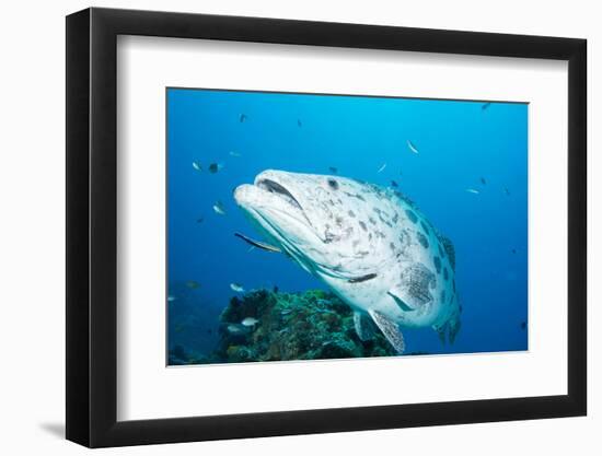 Potato Cod (Epinephelus Tukula) Being Cleaned by Cleaner Wrasse (Labroides Dimidiatus)-Louise Murray-Framed Photographic Print