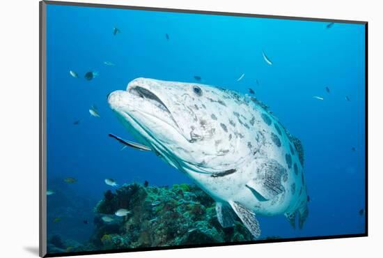 Potato Cod (Epinephelus Tukula) Being Cleaned by Cleaner Wrasse (Labroides Dimidiatus)-Louise Murray-Mounted Photographic Print