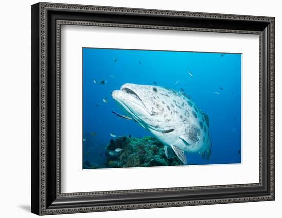 Potato Cod (Epinephelus Tukula) Being Cleaned by Cleaner Wrasse (Labroides Dimidiatus)-Louise Murray-Framed Photographic Print