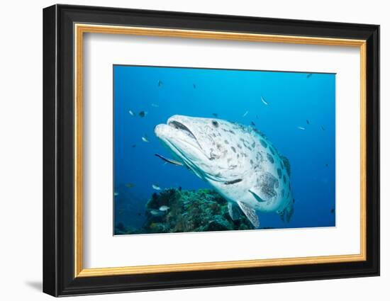 Potato Cod (Epinephelus Tukula) Being Cleaned by Cleaner Wrasse (Labroides Dimidiatus)-Louise Murray-Framed Photographic Print